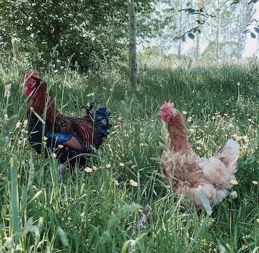 Relaxing Retreat For 2 On Beautiful Converted Bus Campeggio