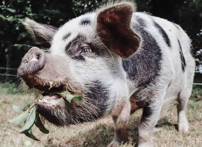 Relaxing Retreat For 2 On Beautiful Converted Bus *